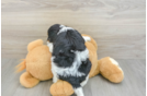 Little Cocker Doodle Poodle Mix Puppy