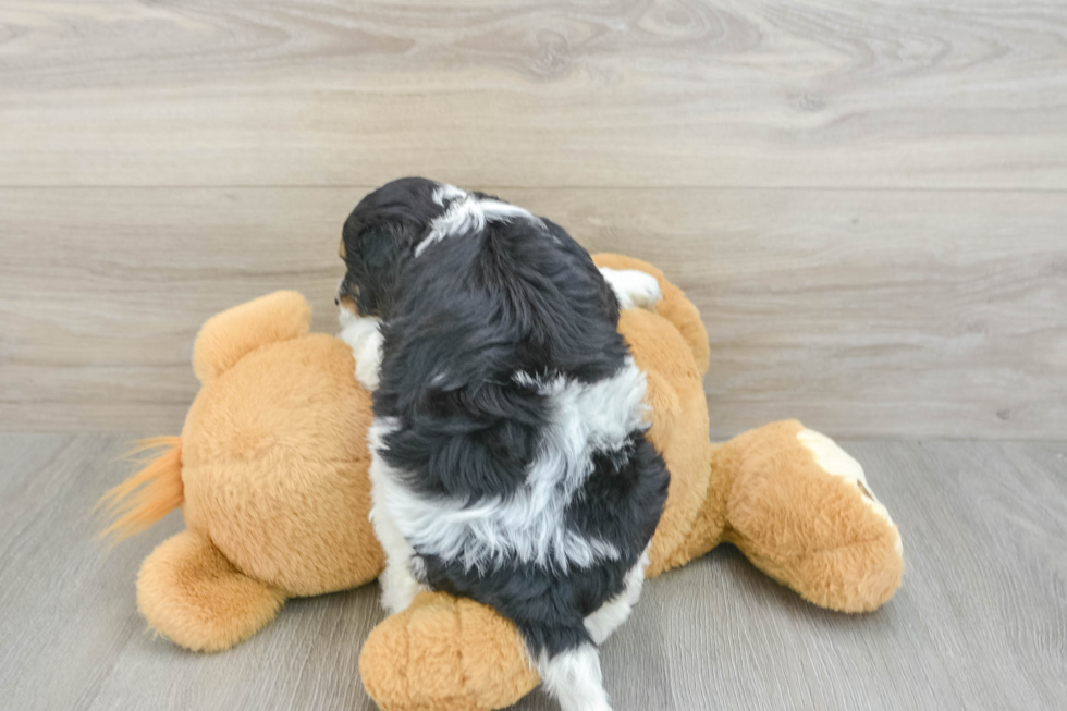 Little Cocker Doodle Poodle Mix Puppy