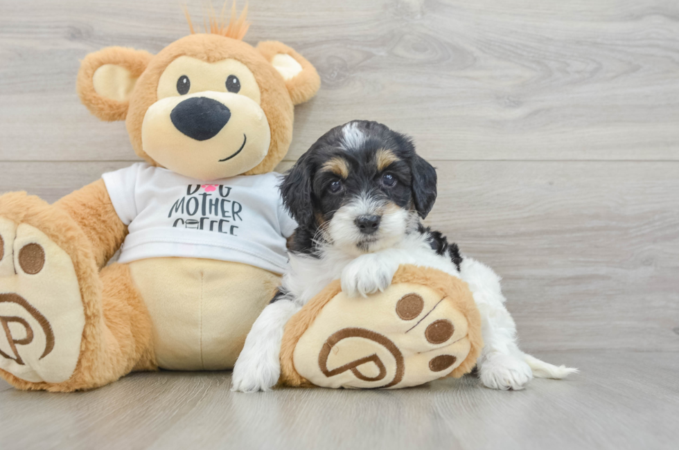 5 week old Cockapoo Puppy For Sale - Florida Fur Babies