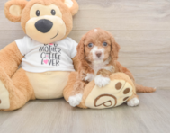 7 week old Cockapoo Puppy For Sale - Florida Fur Babies