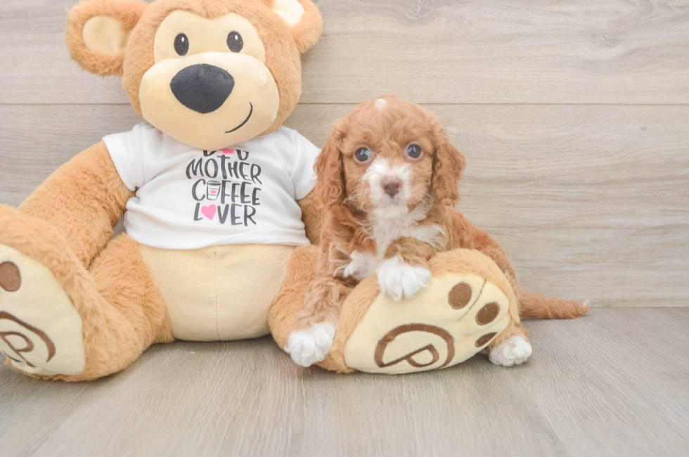 5 week old Cockapoo Puppy For Sale - Florida Fur Babies