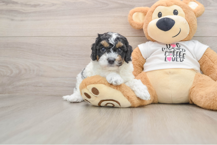 Friendly Cockapoo Baby