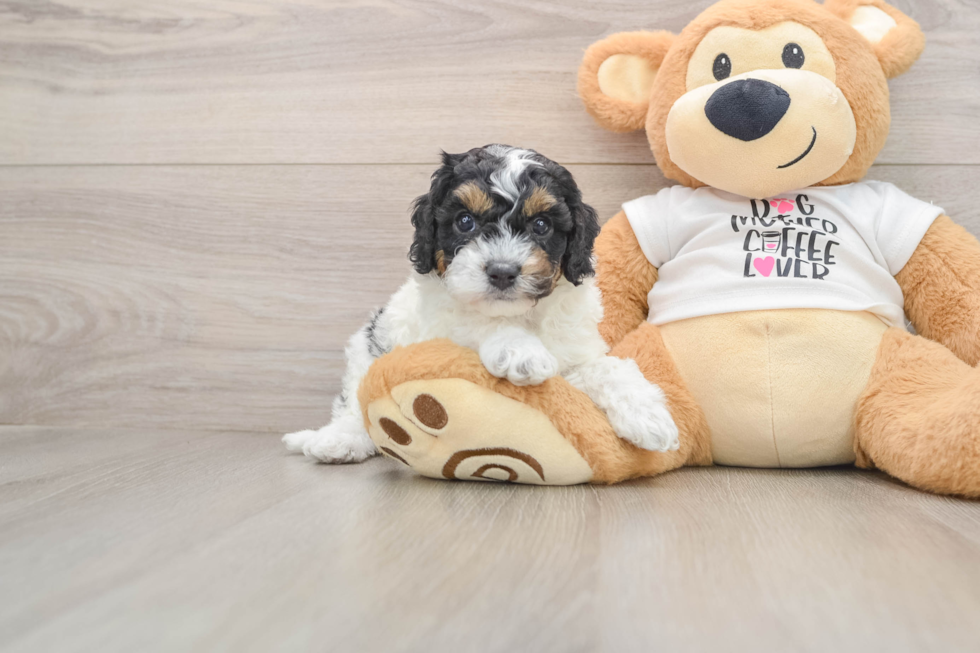 Friendly Cockapoo Baby