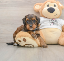 8 week old Cockapoo Puppy For Sale - Florida Fur Babies