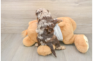 Cockapoo Pup Being Cute