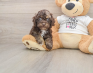7 week old Cockapoo Puppy For Sale - Florida Fur Babies