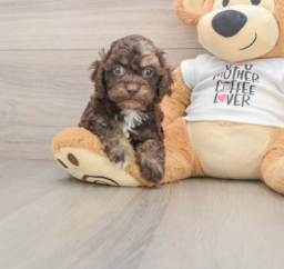 6 week old Cockapoo Puppy For Sale - Florida Fur Babies