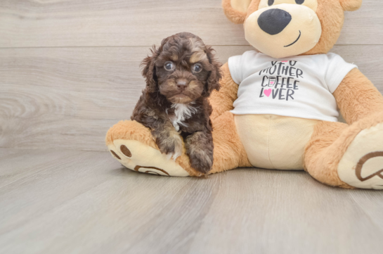 Funny Cockapoo Poodle Mix Pup