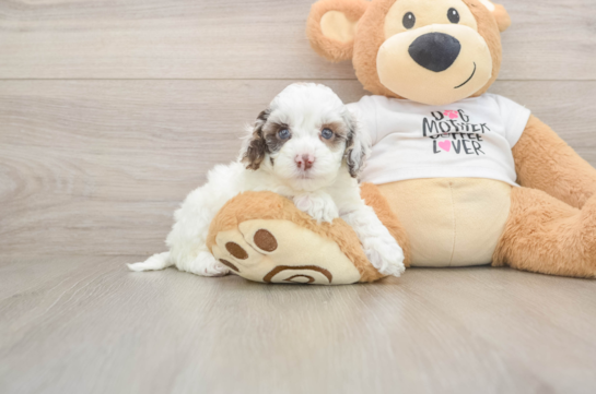 Best Cockapoo Baby
