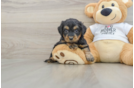 Cockapoo Pup Being Cute