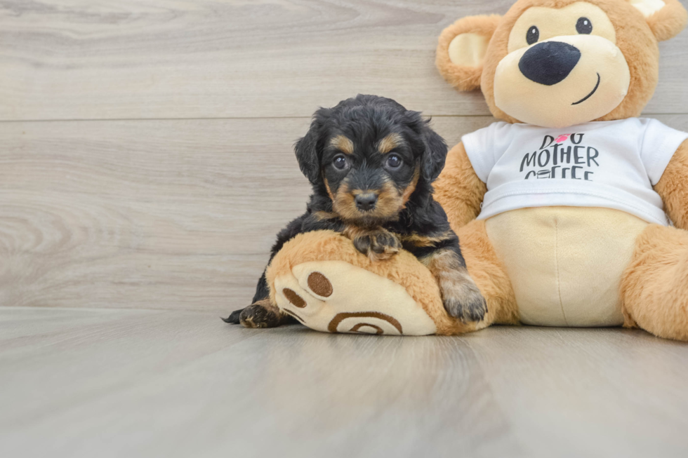 Cockapoo Pup Being Cute
