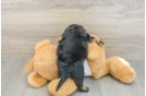 Cockapoo Puppy for Adoption