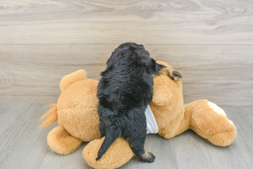 Cockapoo Puppy for Adoption