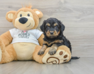 7 week old Cockapoo Puppy For Sale - Florida Fur Babies