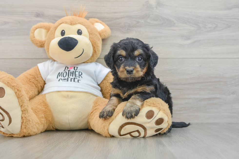 5 week old Cockapoo Puppy For Sale - Florida Fur Babies