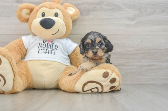 Cockapoo Pup Being Cute