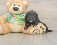 7 week old Cockapoo Puppy For Sale - Florida Fur Babies