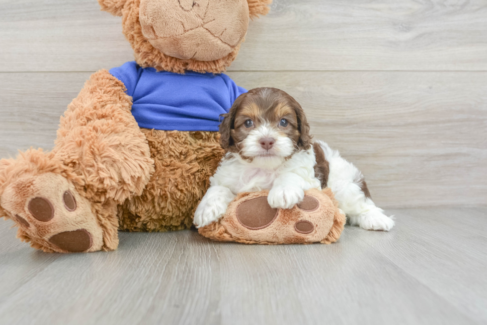 Best Cockapoo Baby