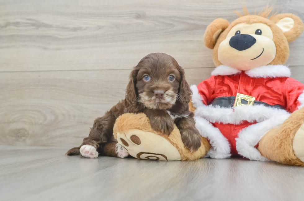 5 week old Cockapoo Puppy For Sale - Florida Fur Babies