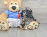 6 week old Cockapoo Puppy For Sale - Florida Fur Babies