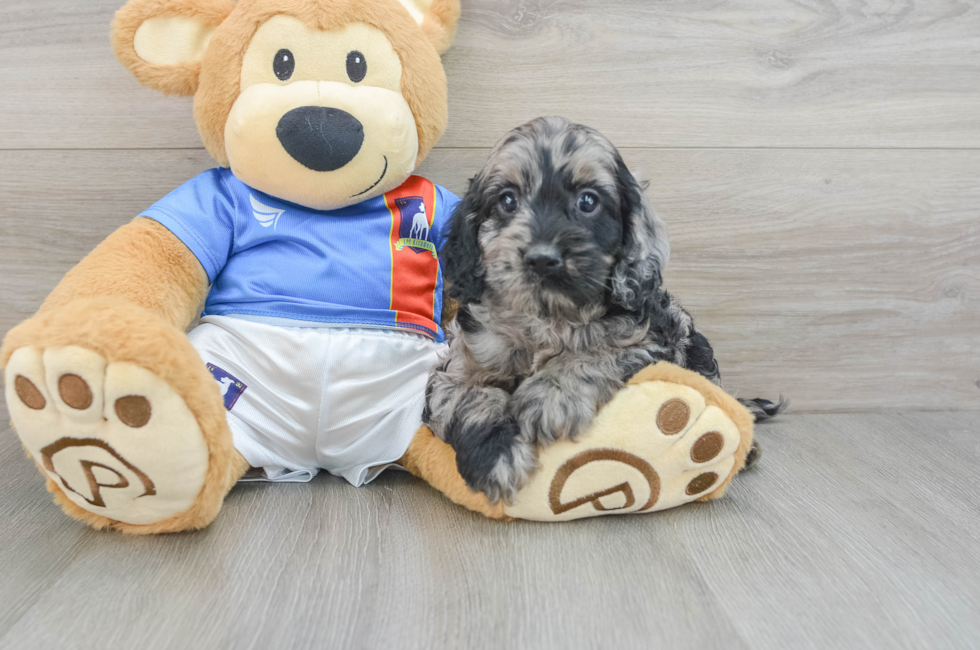 5 week old Cockapoo Puppy For Sale - Florida Fur Babies