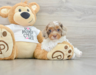 8 week old Cockapoo Puppy For Sale - Florida Fur Babies