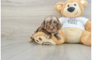 Cockapoo Puppy for Adoption