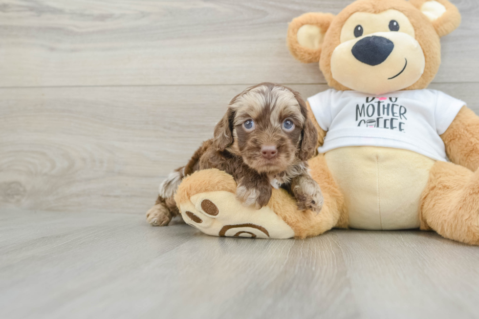 Cockapoo Puppy for Adoption