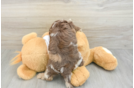 Playful Cocker Doodle Poodle Mix Puppy