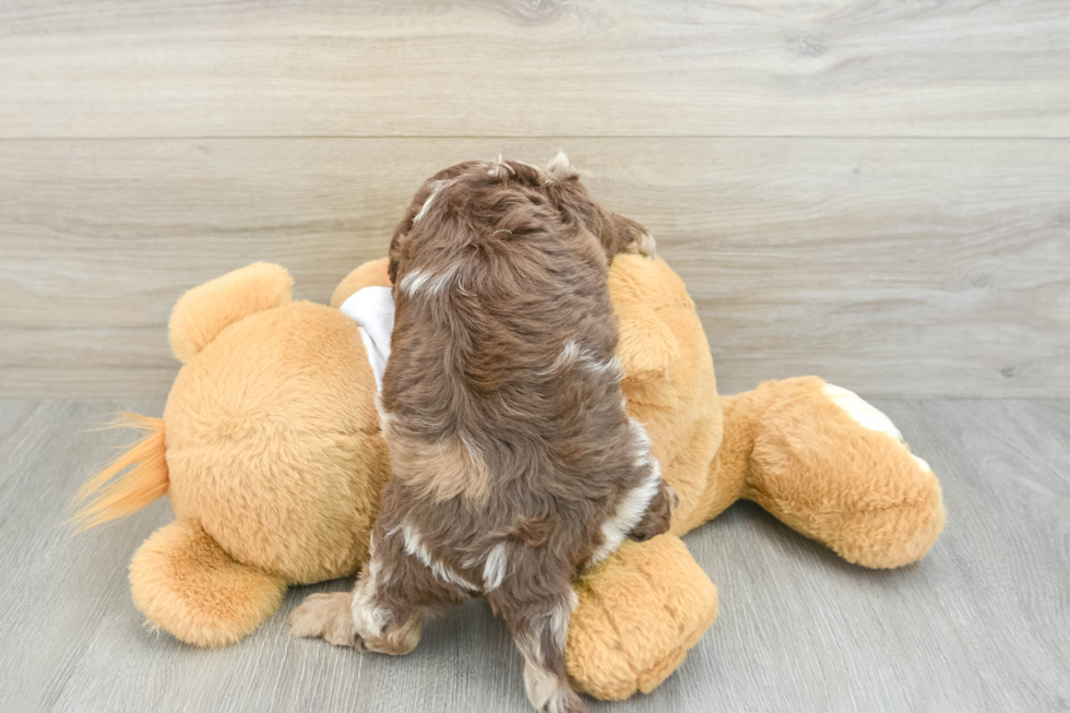 Playful Cocker Doodle Poodle Mix Puppy