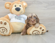5 week old Cockapoo Puppy For Sale - Florida Fur Babies