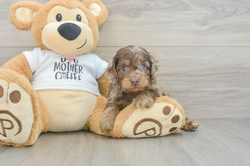 5 week old Cockapoo Puppy For Sale - Florida Fur Babies