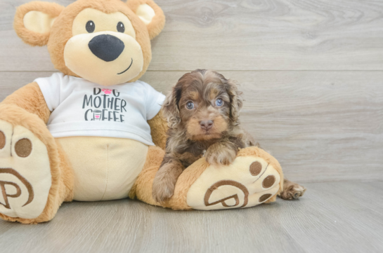 Popular Cockapoo Poodle Mix Pup