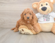 7 week old Cockapoo Puppy For Sale - Florida Fur Babies