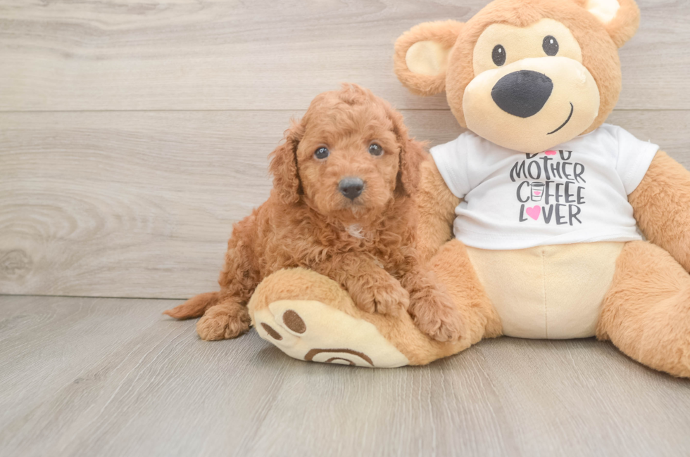 5 week old Cockapoo Puppy For Sale - Florida Fur Babies