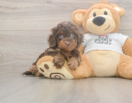 6 week old Cockapoo Puppy For Sale - Florida Fur Babies