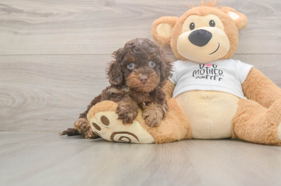 5 week old Cockapoo Puppy For Sale - Florida Fur Babies