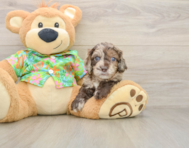 5 week old Cockapoo Puppy For Sale - Florida Fur Babies