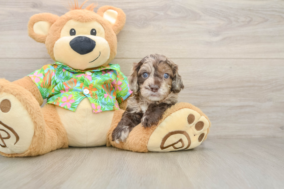 Hypoallergenic Cocker Doodle Poodle Mix Puppy
