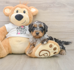 8 week old Cockapoo Puppy For Sale - Florida Fur Babies