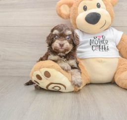 6 week old Cockapoo Puppy For Sale - Florida Fur Babies