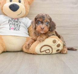5 week old Cockapoo Puppy For Sale - Florida Fur Babies