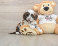 5 week old Cockapoo Puppy For Sale - Florida Fur Babies