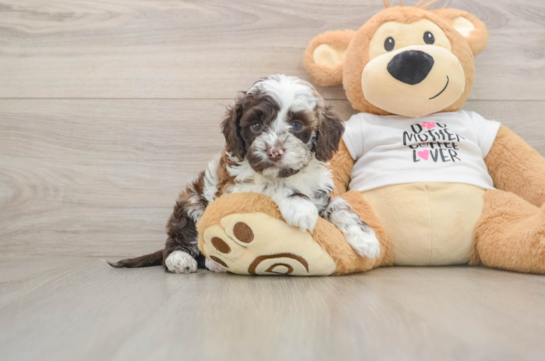 Cockapoo Pup Being Cute