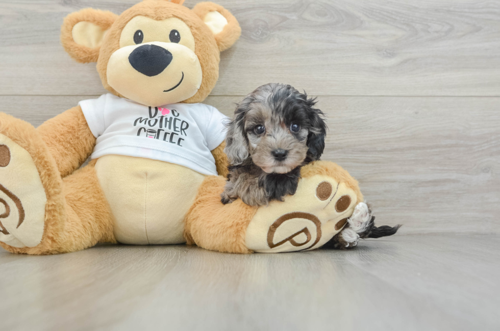 5 week old Cockapoo Puppy For Sale - Florida Fur Babies