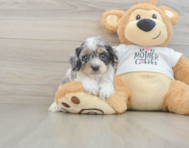 6 week old Cockapoo Puppy For Sale - Florida Fur Babies