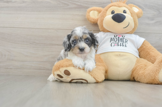 Cockapoo Pup Being Cute