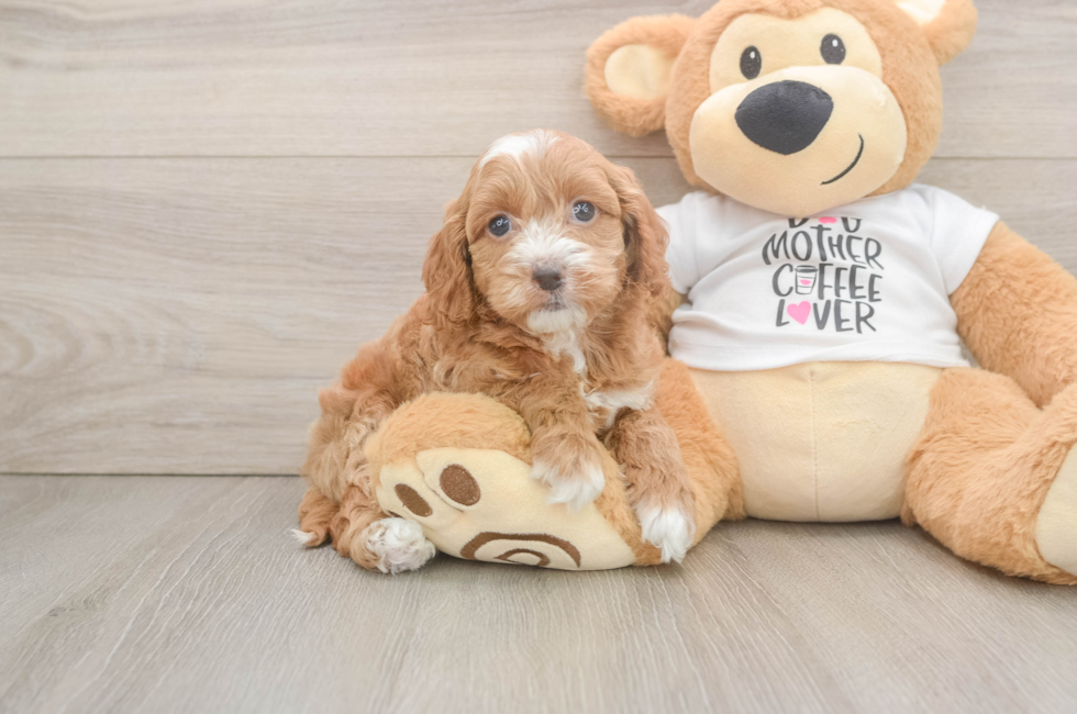 5 week old Cockapoo Puppy For Sale - Florida Fur Babies