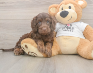6 week old Cockapoo Puppy For Sale - Florida Fur Babies