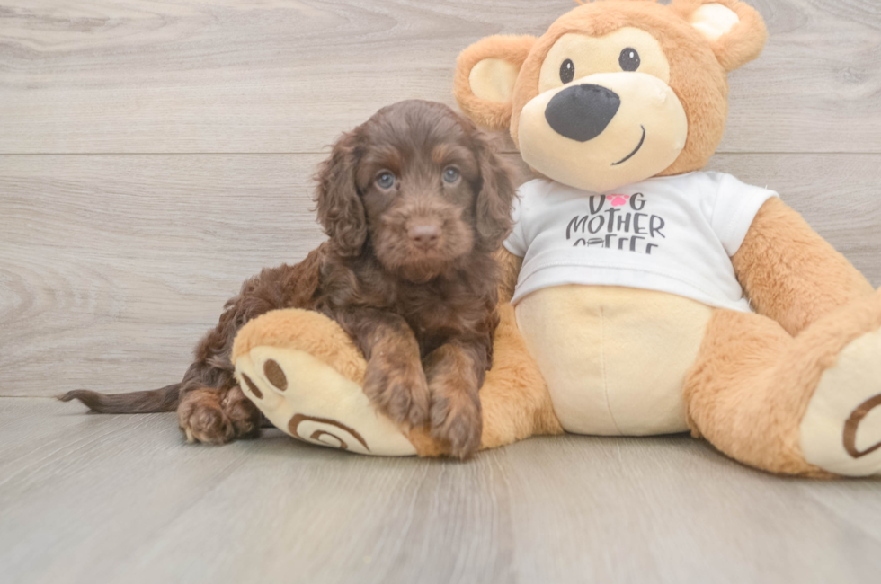 5 week old Cockapoo Puppy For Sale - Florida Fur Babies